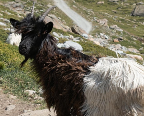 Swiss-Alps-Chalet-Wallis-Valais-adventure-famous-goats